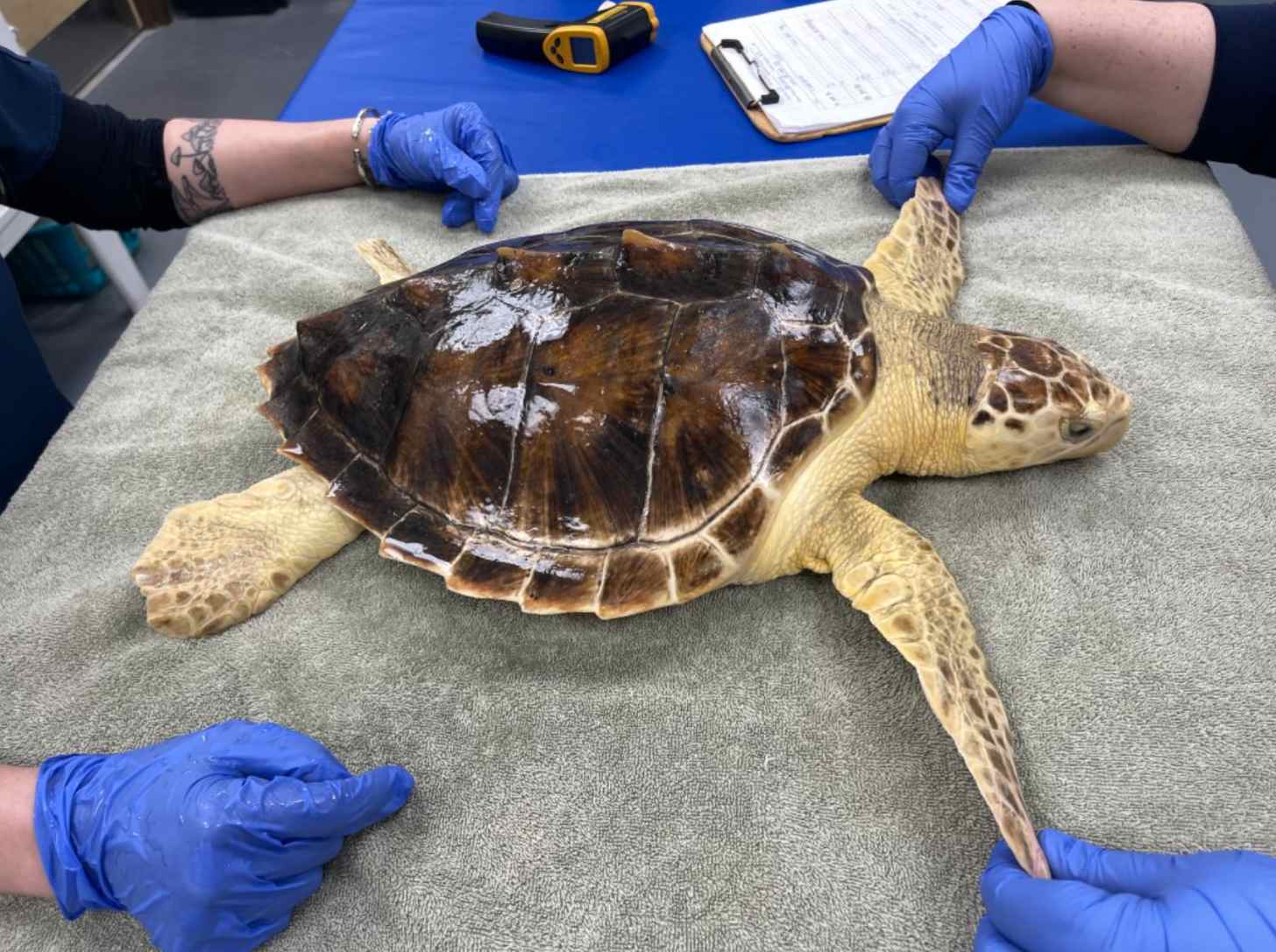 A sea turtle is spread out on a clinic's table 