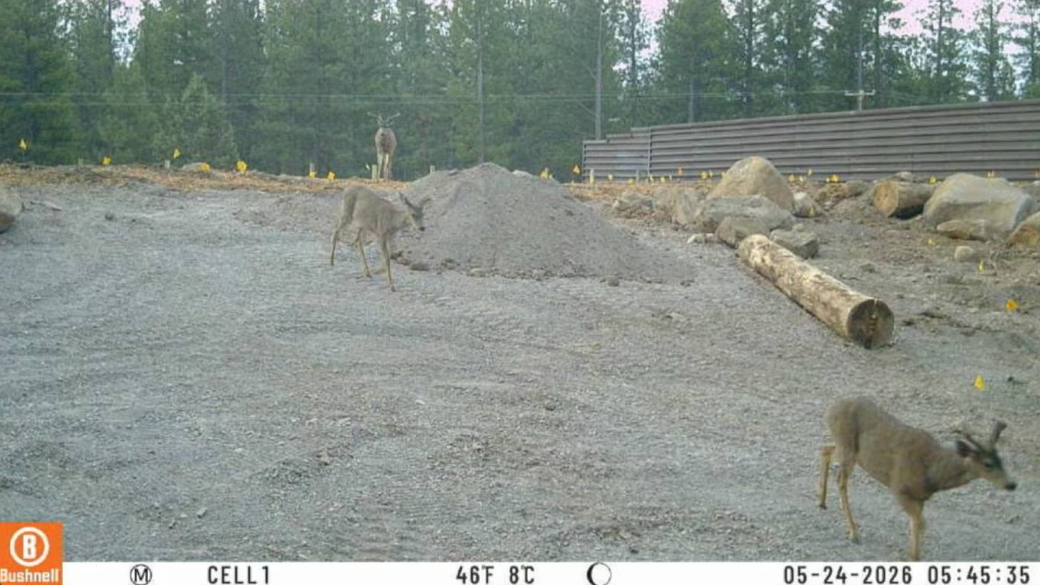 Three mule deer navigate a construction site