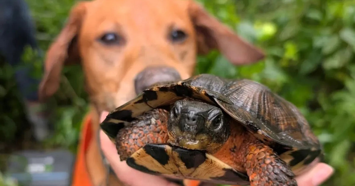 A yellow Labrador retriever sniffs a wood turtle being held in a person's hand