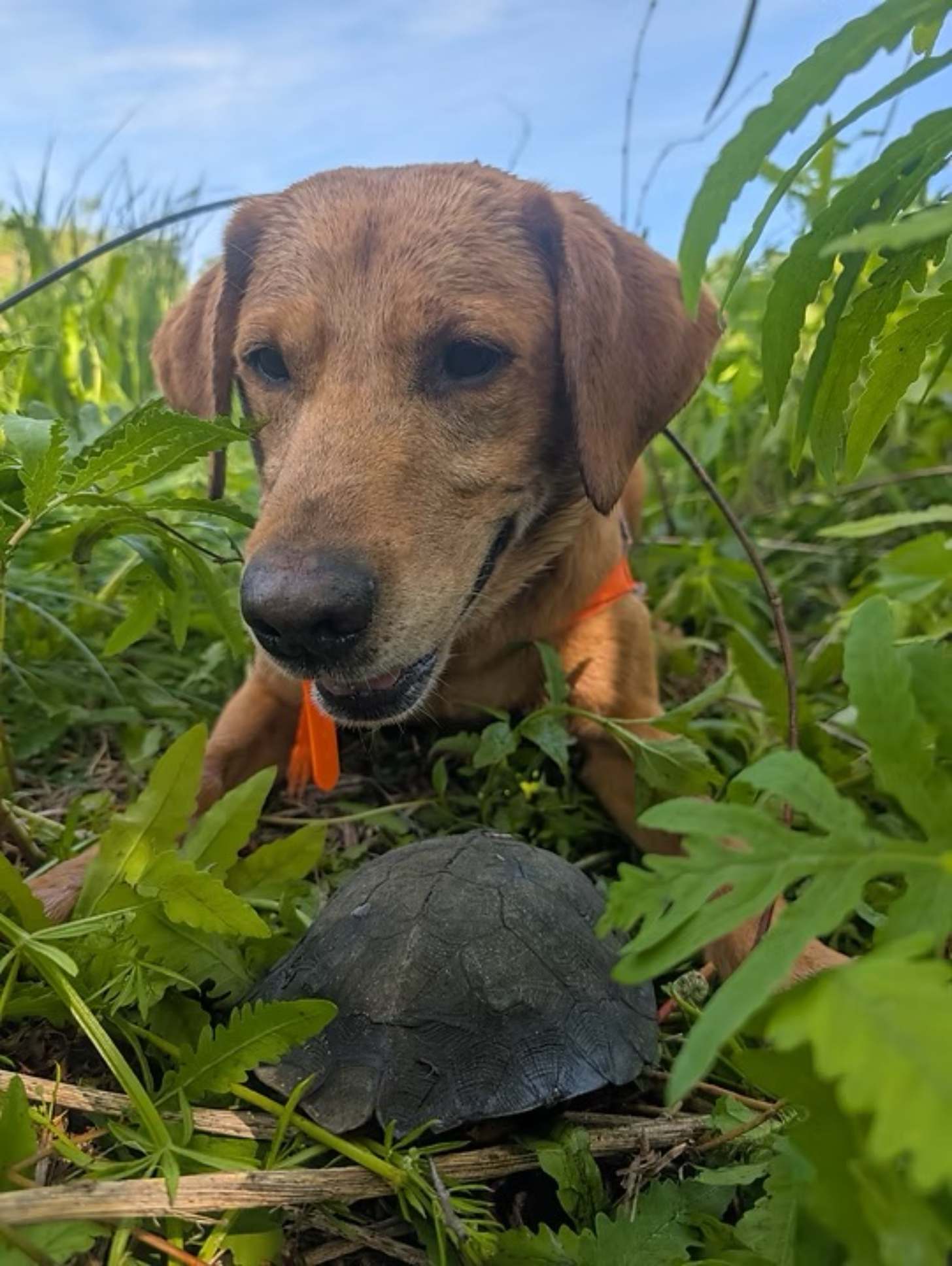 A yellow Labrador sits in tall grass next to a box turtle