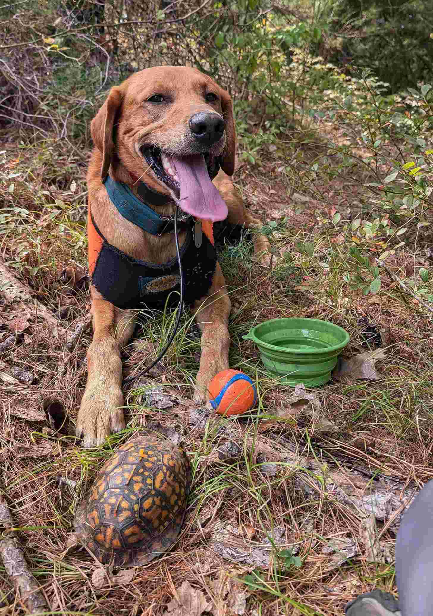 A yellow Labrador lays next to a box turtle in the woods of Long Island