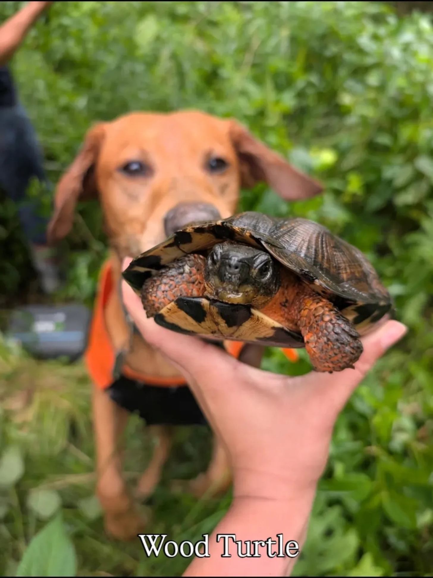 A yellow Labrador retriever sniffs a wood turtle being held in a person's hand