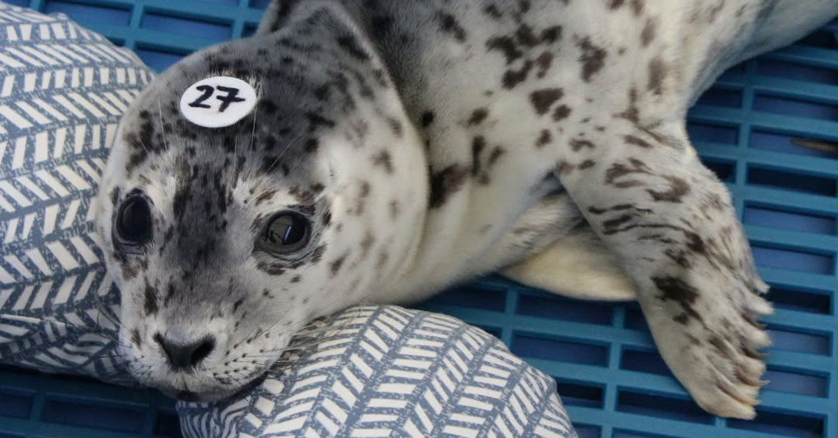 A harbor seal pup leans on a nursing pillow