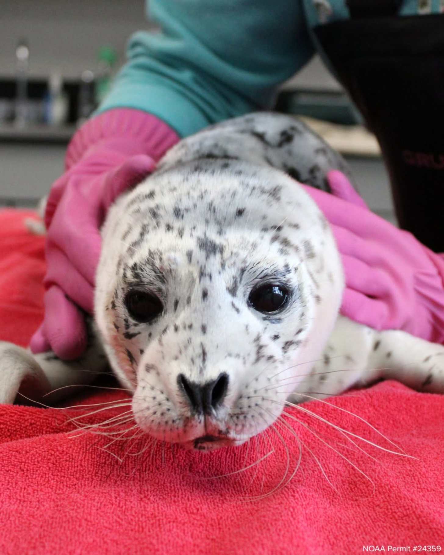 A harbor seal pup in the care of a rescue facility