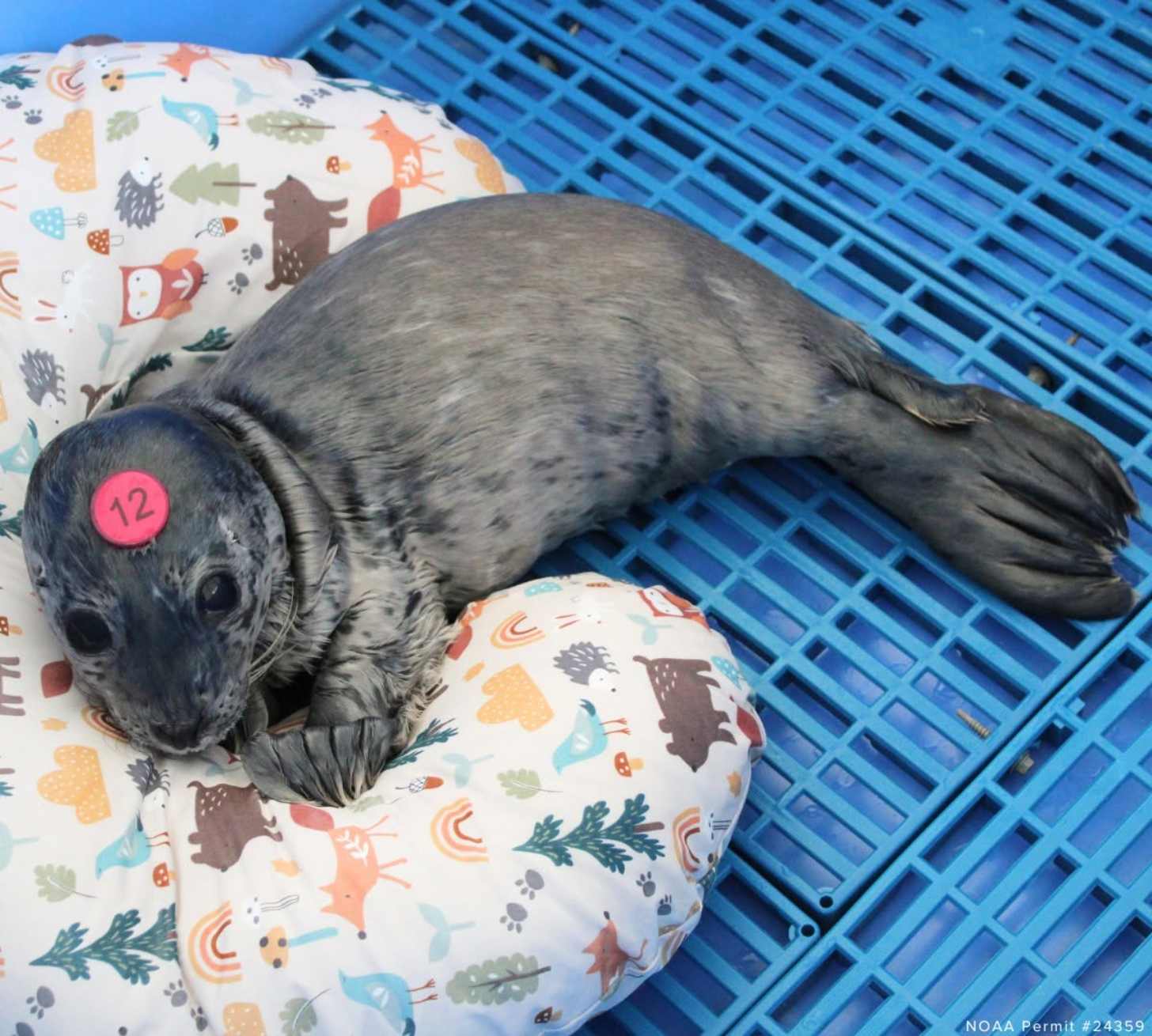 A harbor seal pup sits in a blue crate snuggling up to a nursing pillow