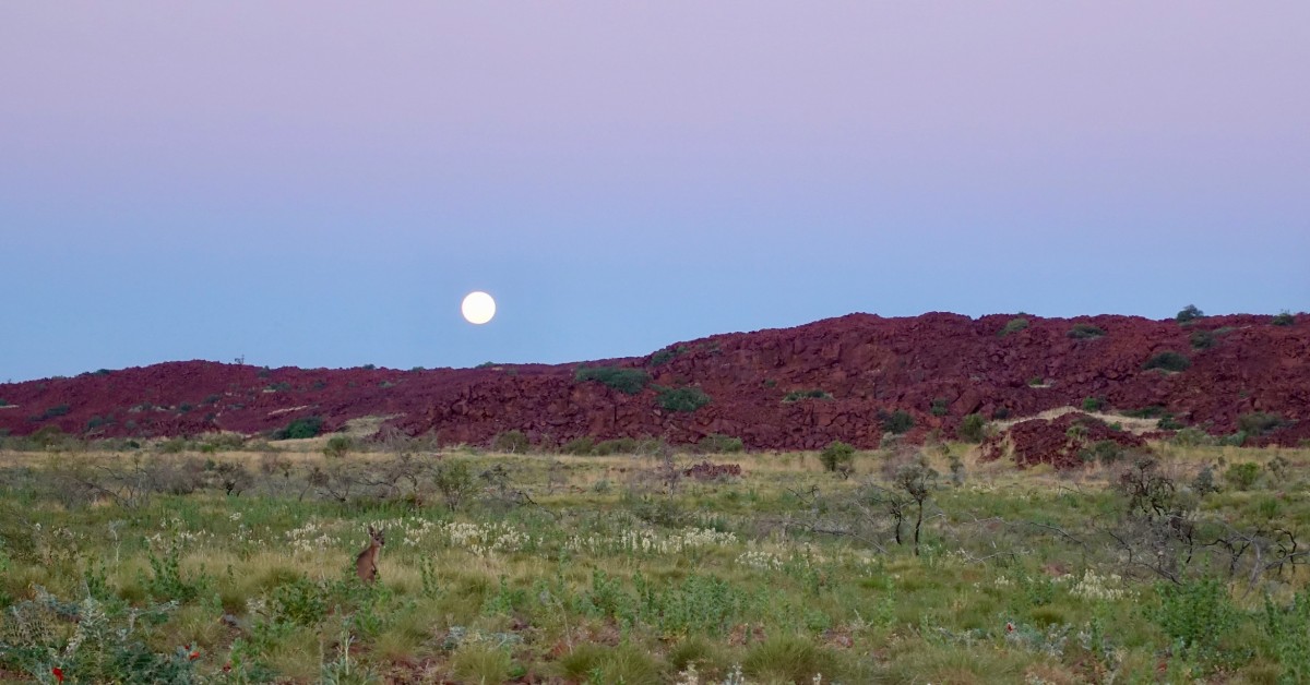 A kangaroo in a field stands near red rocky cliffs