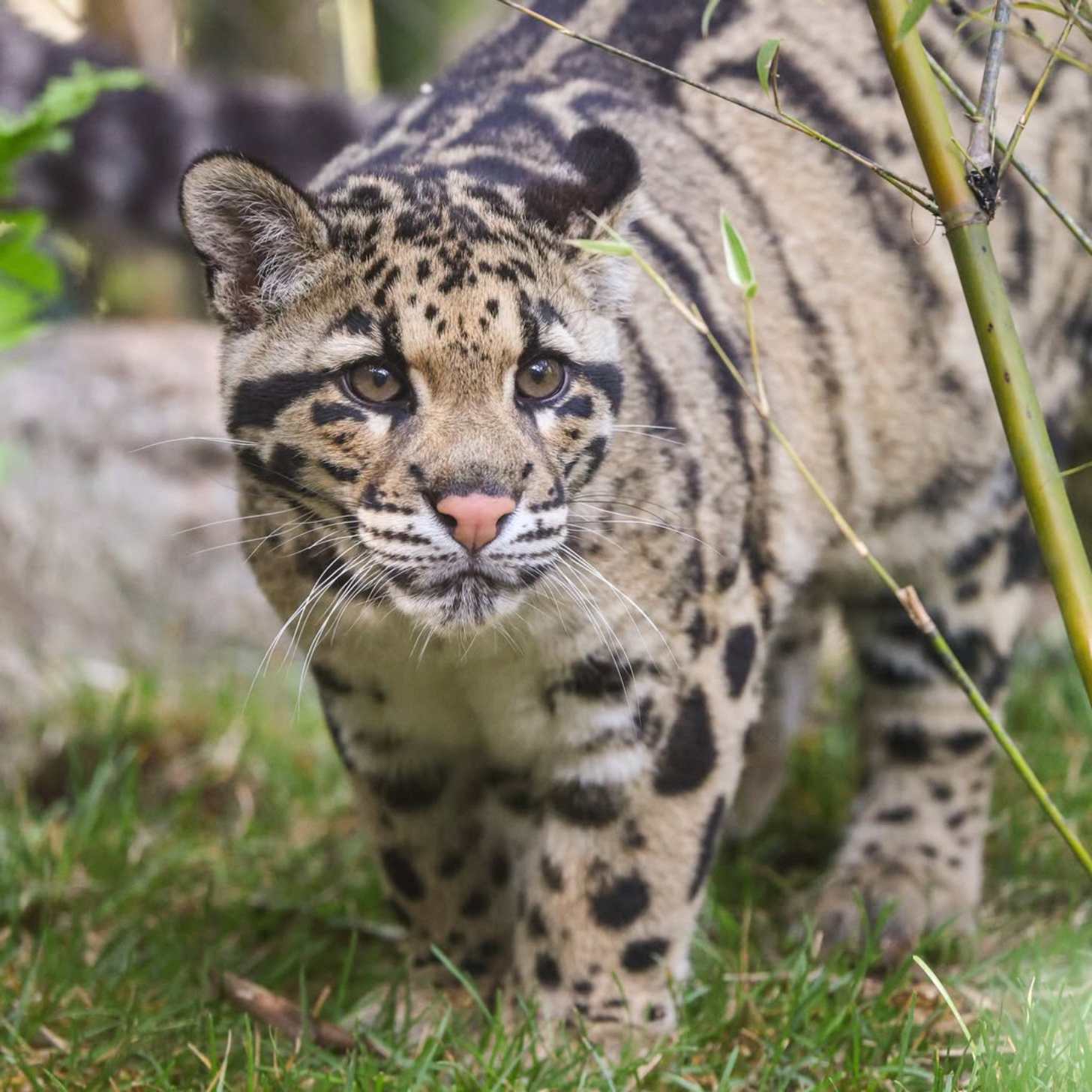 A cloud leopard at the Nashville Zoo