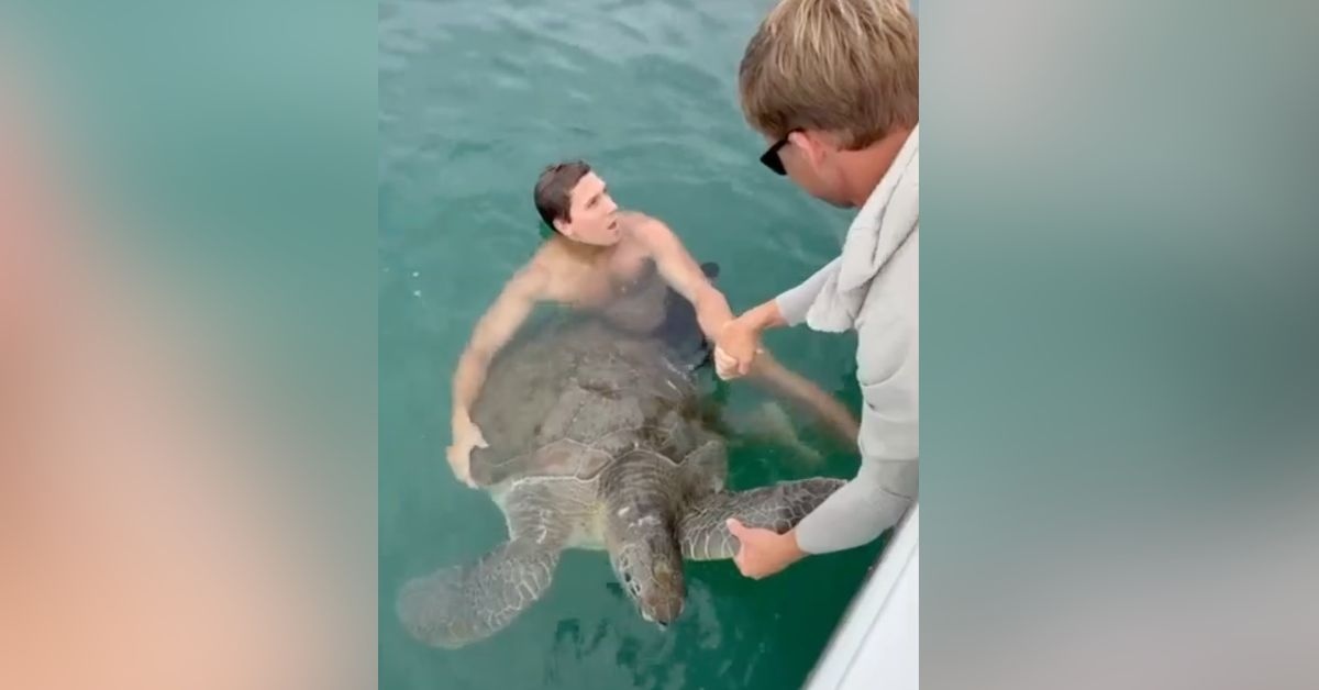 A man in the water, holding out a head for support as a guy above on a boat reaches out in return. A massive green sea turtle is in the water with him. 