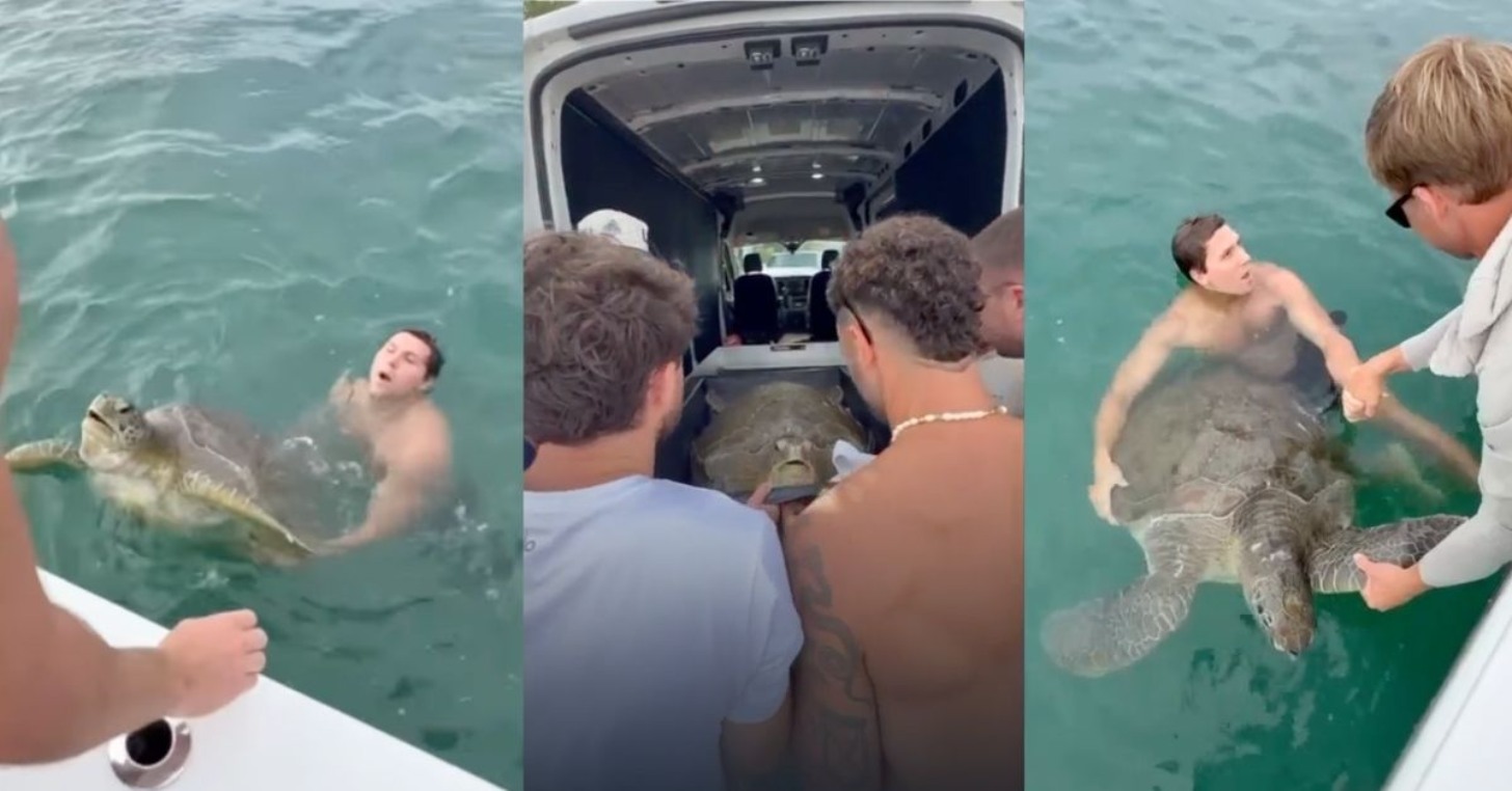Three photos side by side, depicting a swimmer trrying to help an injured green sea turtle. In the center image, two men peer into a van at the sea turtle they rescued. 