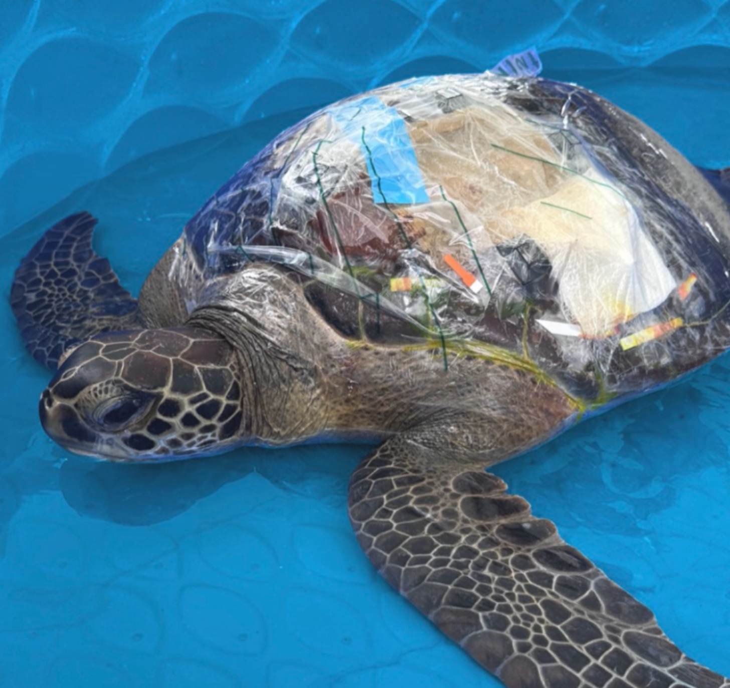 A sea turtle in reocvery with patches on its shell 