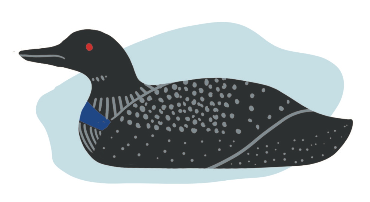 An illustration of a loon