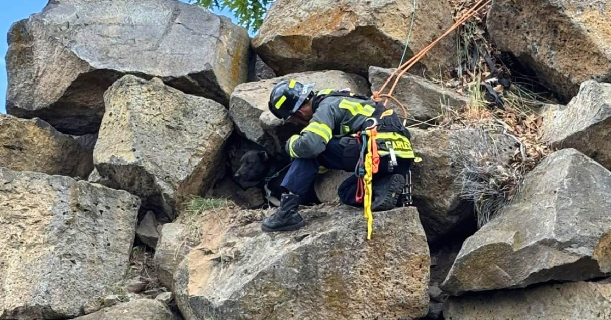 A firefighter is on a rocky cliff ledge, reaching for a dog in need.