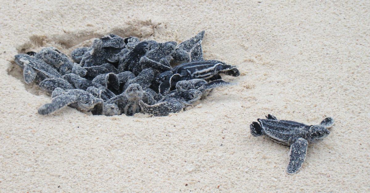 Leatherback sea turtle hatchlings in the sand