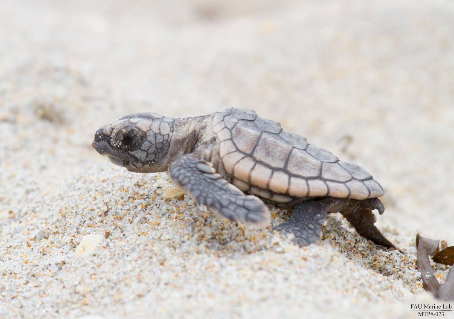 A leatherback sea turtle hatchling