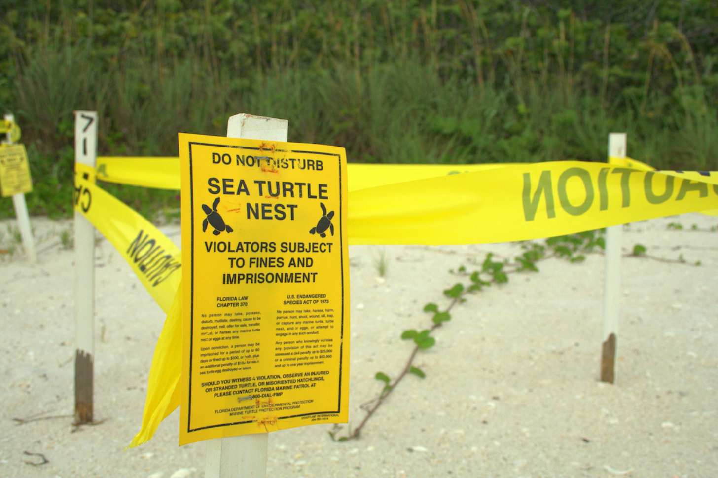 Yellow caution tape surrounds a sea turtle nest on a beach in Florida