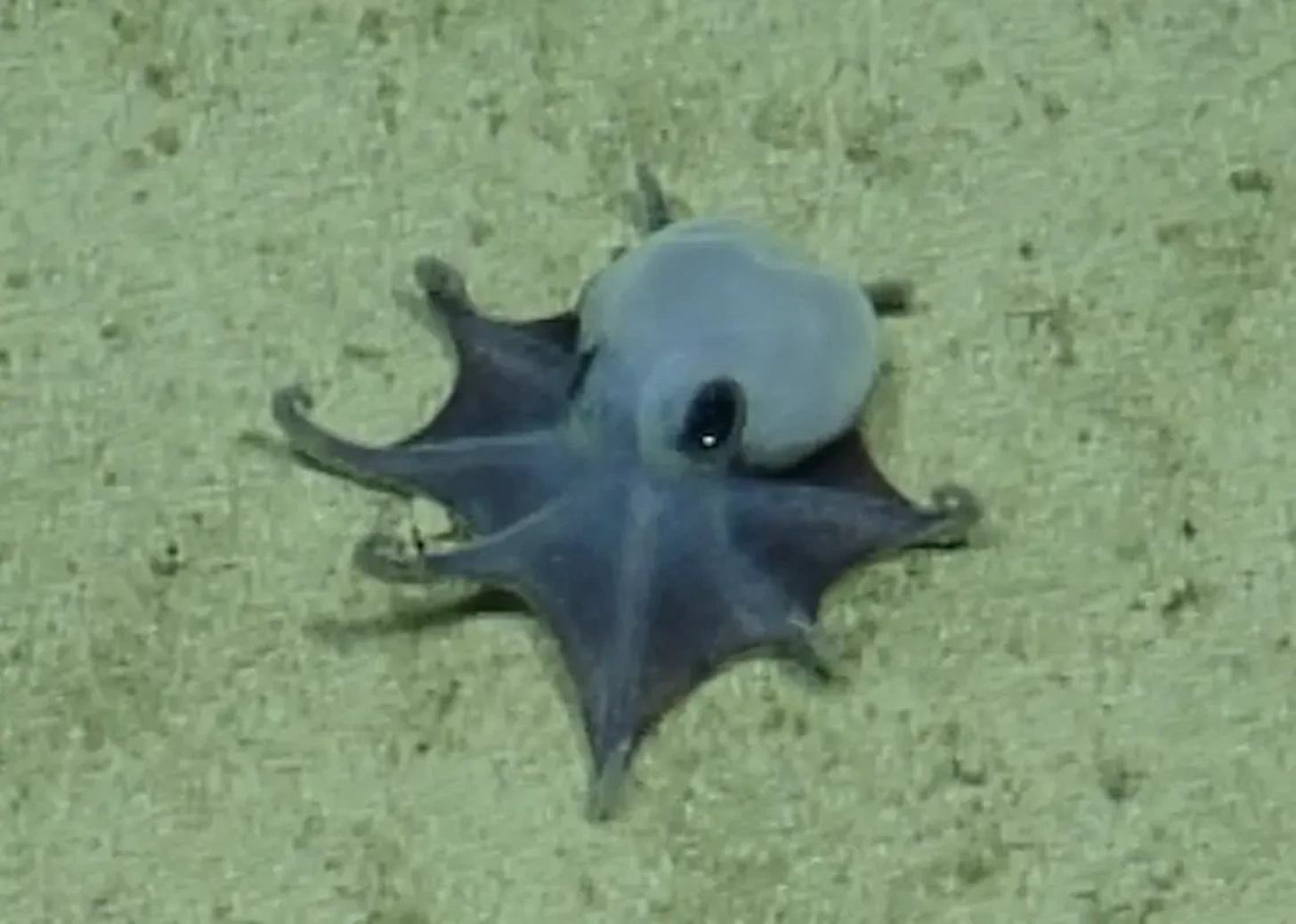 A blue octopus captured on the sea floor
