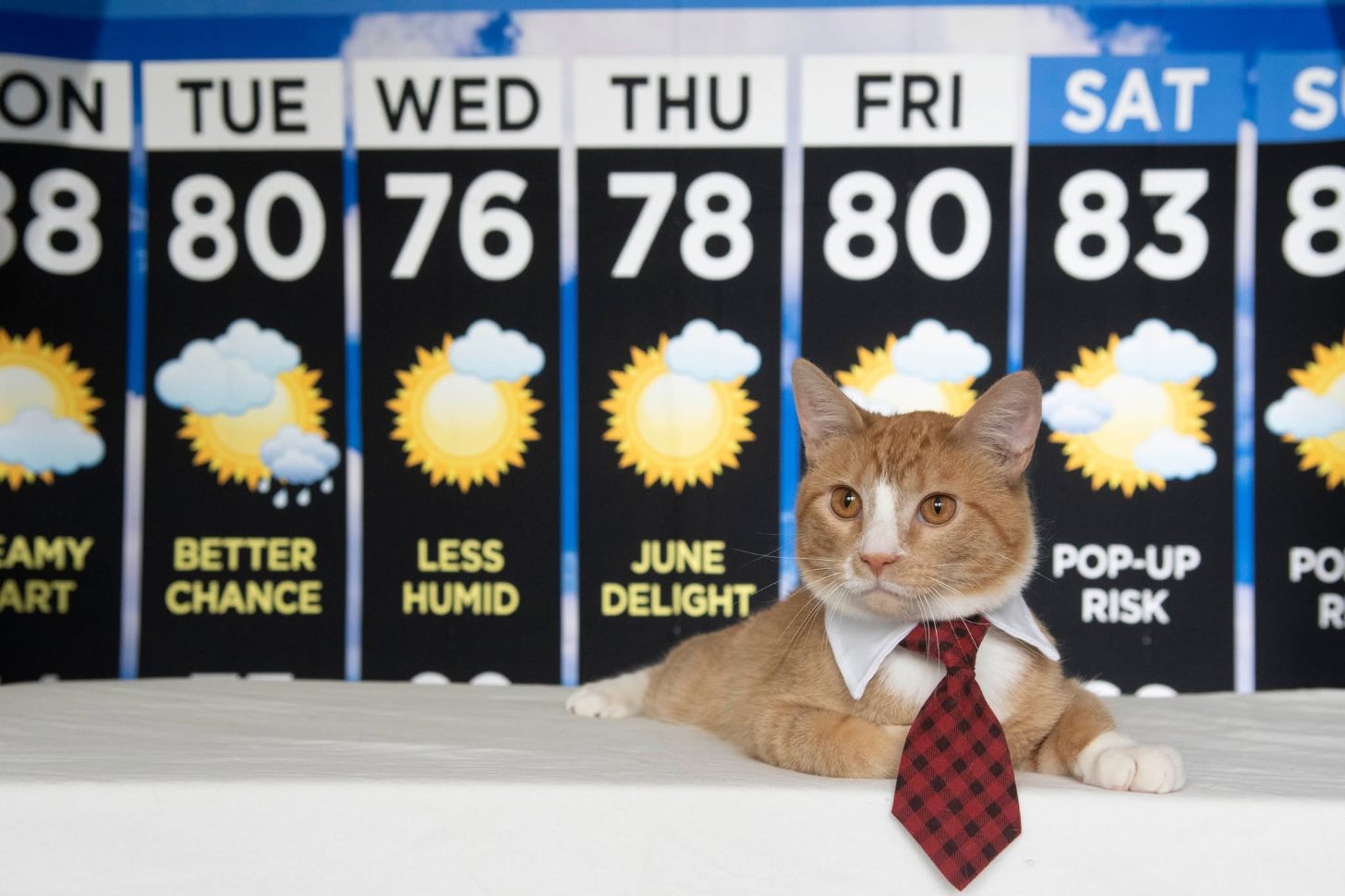 An orange tabby cat sits in front of a 7-day weather forecast