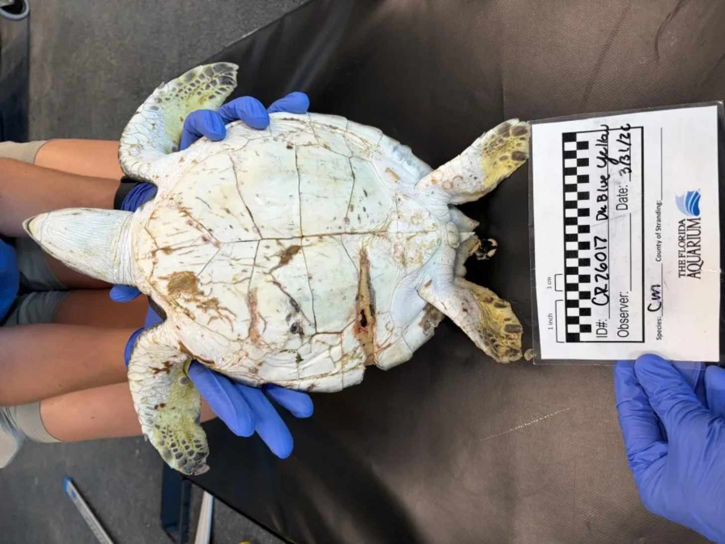 A sea turtle is held upside down as its belly is examined. It has a deep cut along its belly