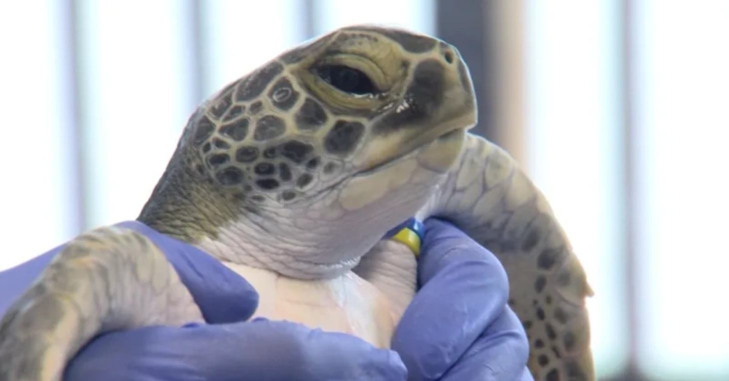 A green sea turtle in a close-up image, held up by two gloved hands