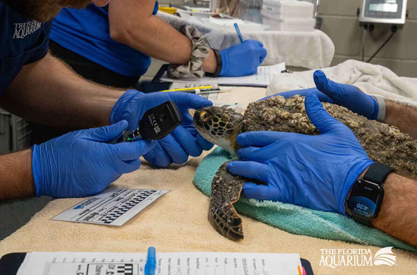 A sea turtle covered in barnacles is examined on a clinics table