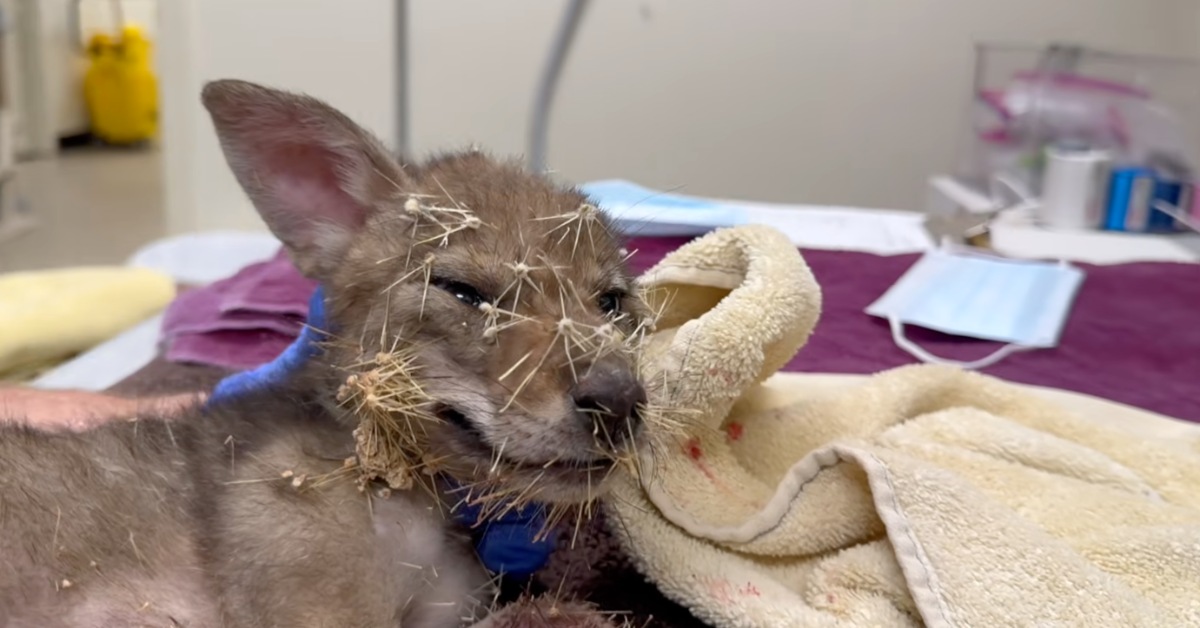 A baby coyote pup covered in cactus spines