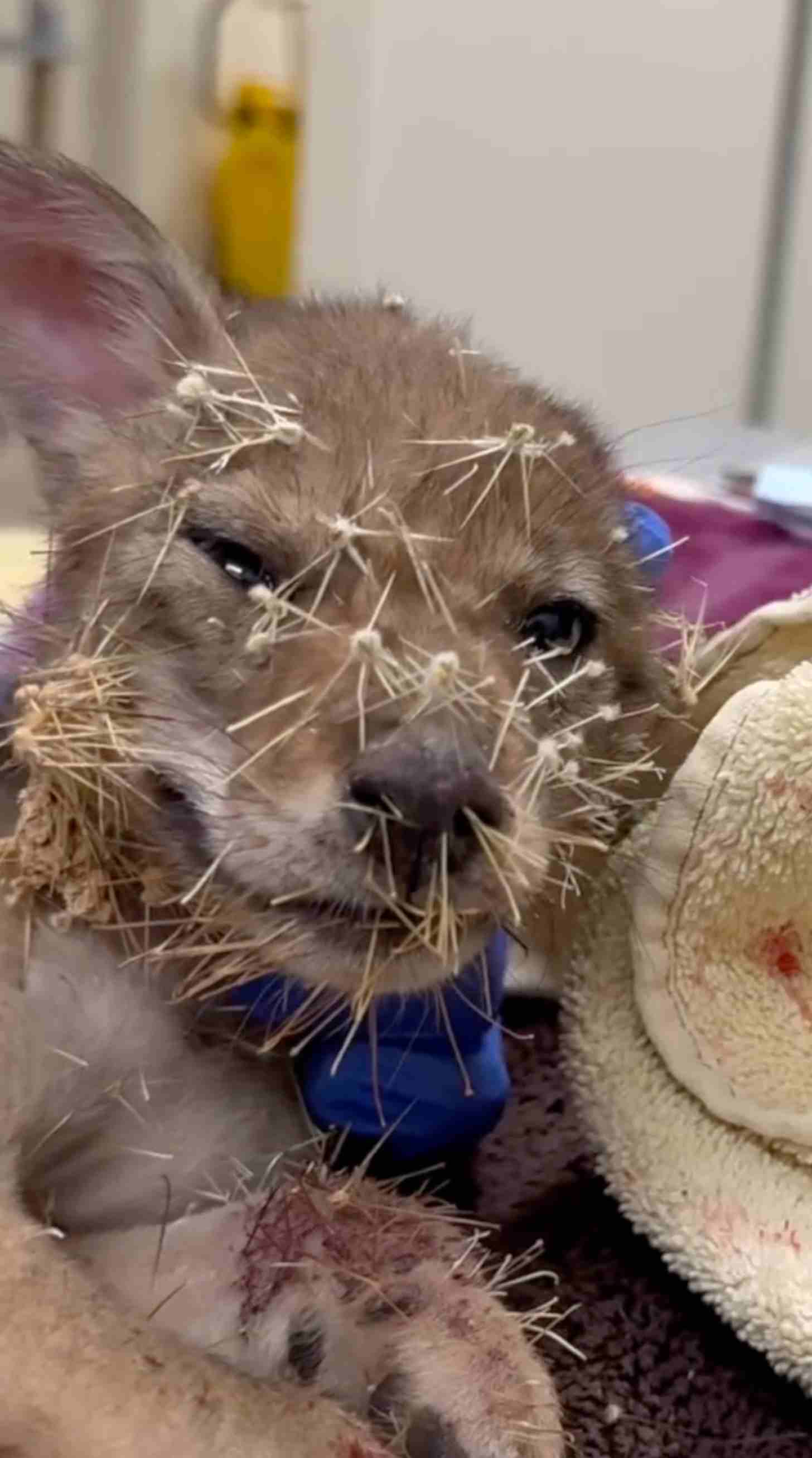 A close-up of a baby coyote with cactus spines in its face
