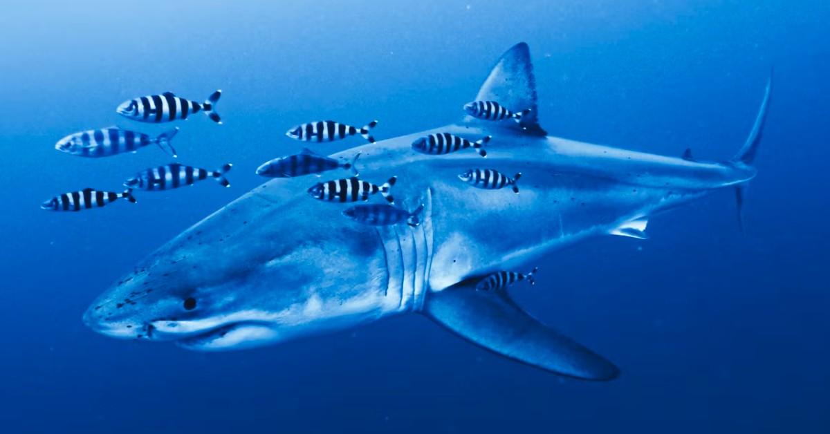 A great white shark swims under clear blue water as fish swim by