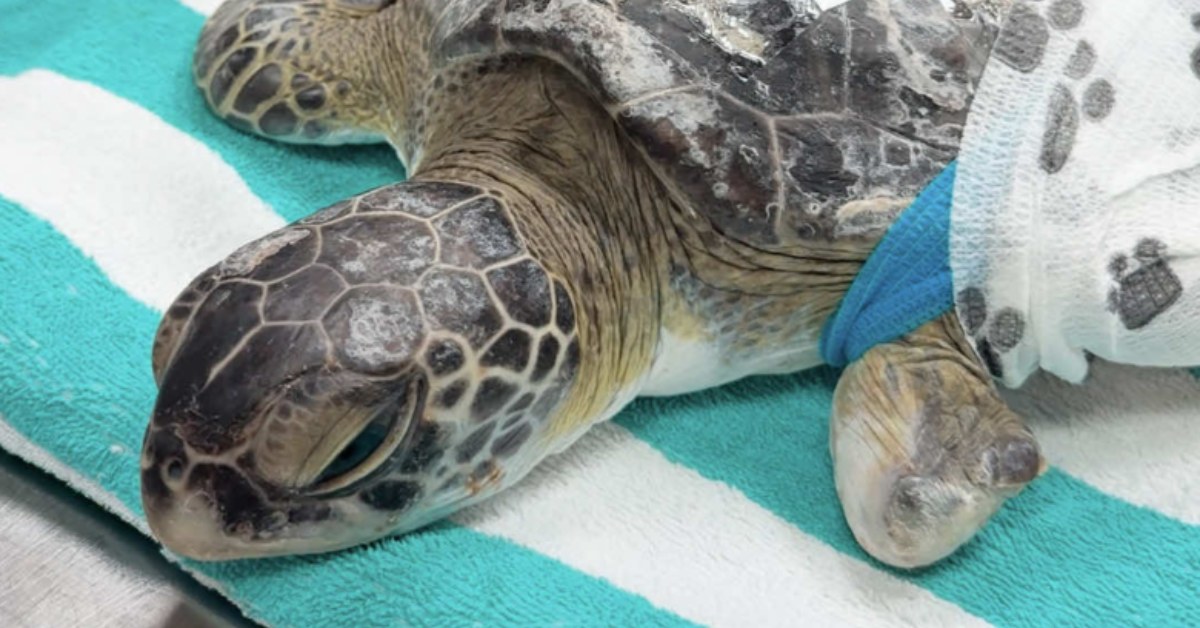 A green sea turtle lies on a teal and white towel on a clinician's table as it is mended