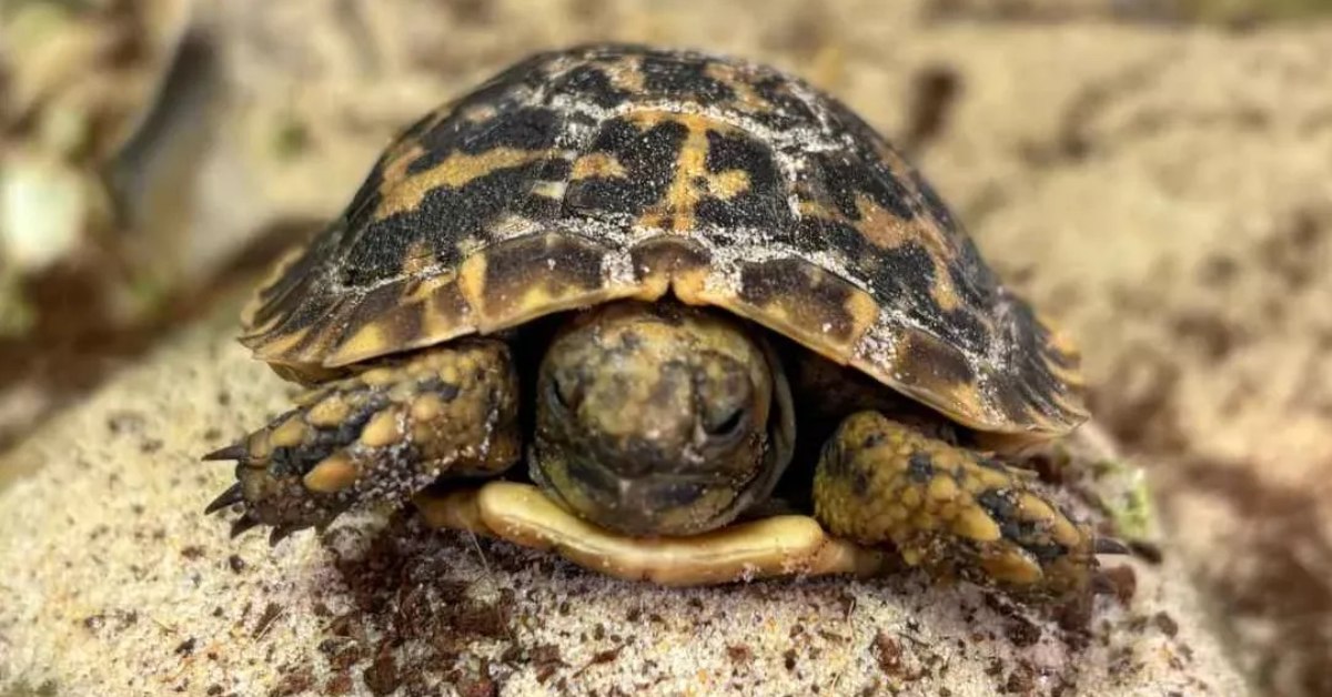 A baby pancake tortoise