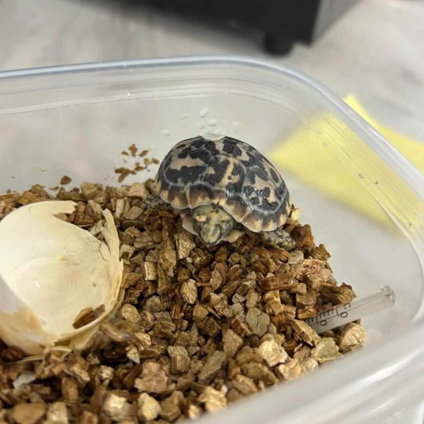 A hatchling of a pancake tortoise in a small enclosure