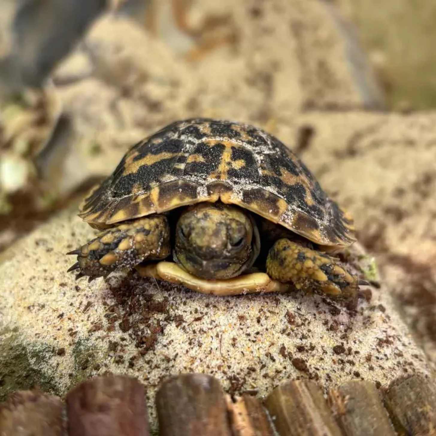 A baby pancake tortoise