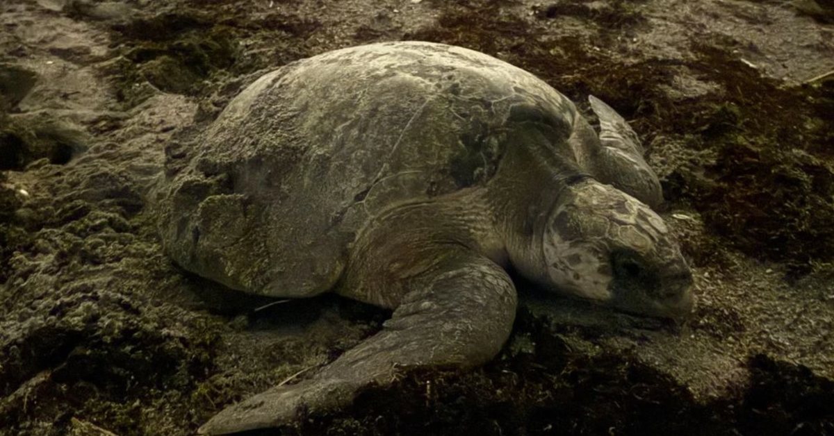 An olive ridley sea turtle nesting on a beach at dusk