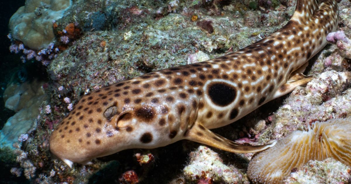 A walking shark, a 3 foot sea creature with brown and white spots