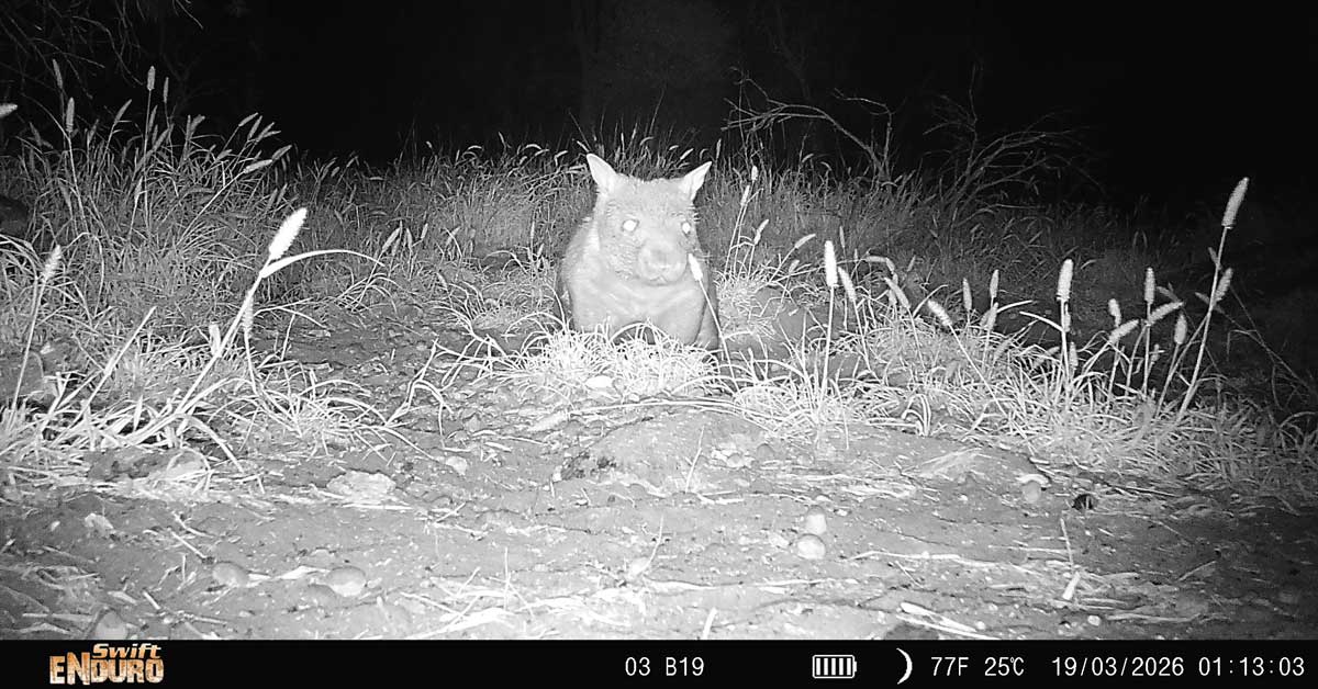 A black and white still of trail camera footage showing a northern hairy-nosed wombat