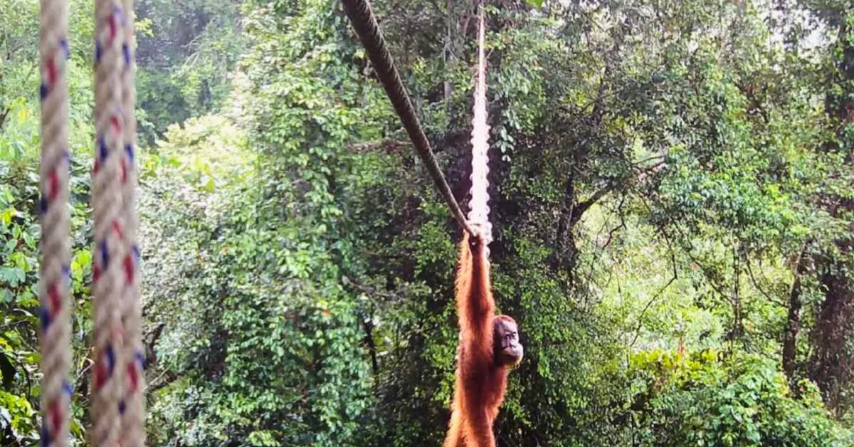 A Sumatran Orangutan swings from a rope canopy bridge in a trail camera screenshot