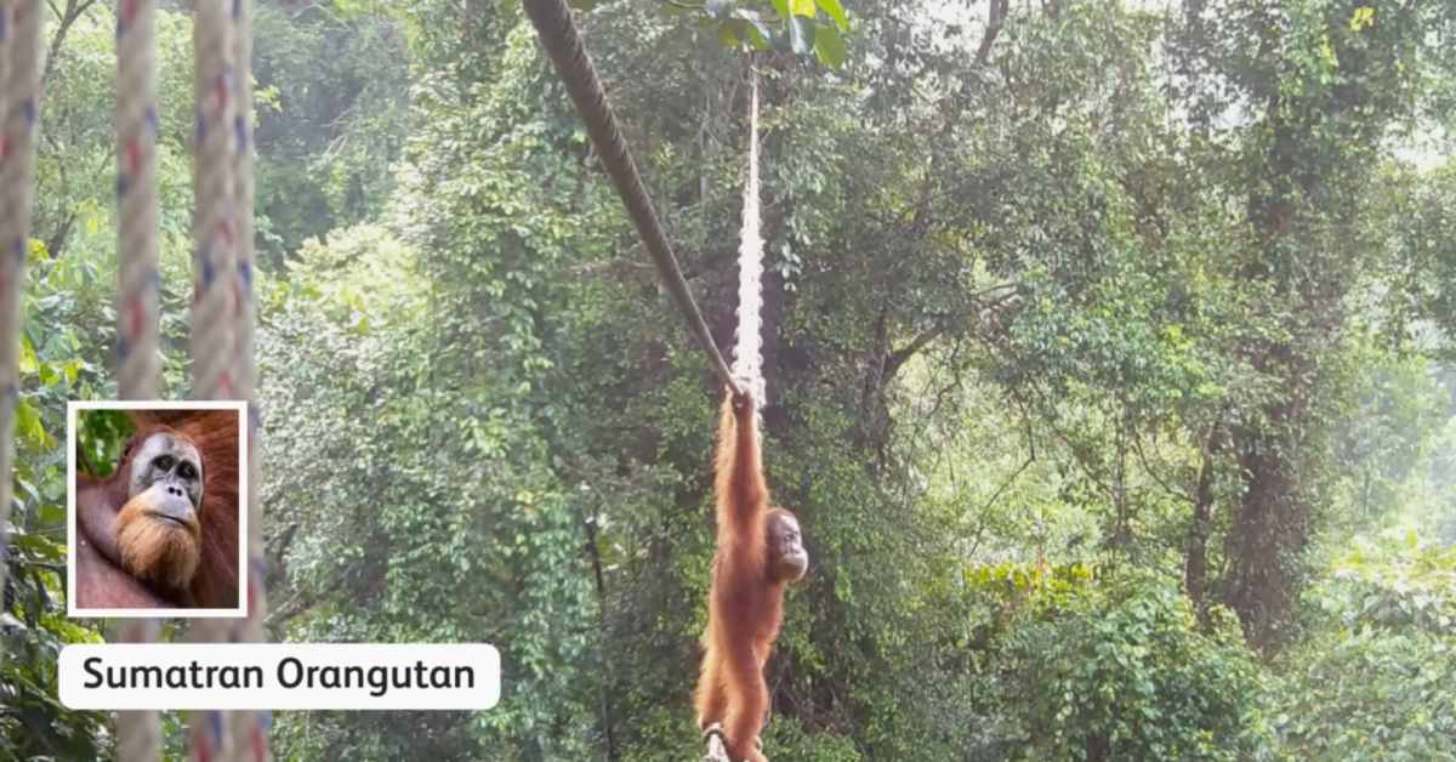 A Sumatran Orangutan swings from a rope canopy bridge in a trail camera screenshot. Insert photo of a Sumatran Orangutan