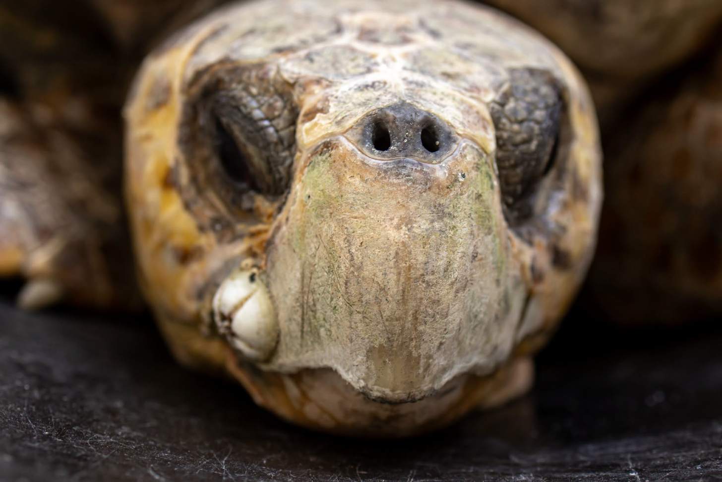 A closeup on the face of a loggerhead sea turtle