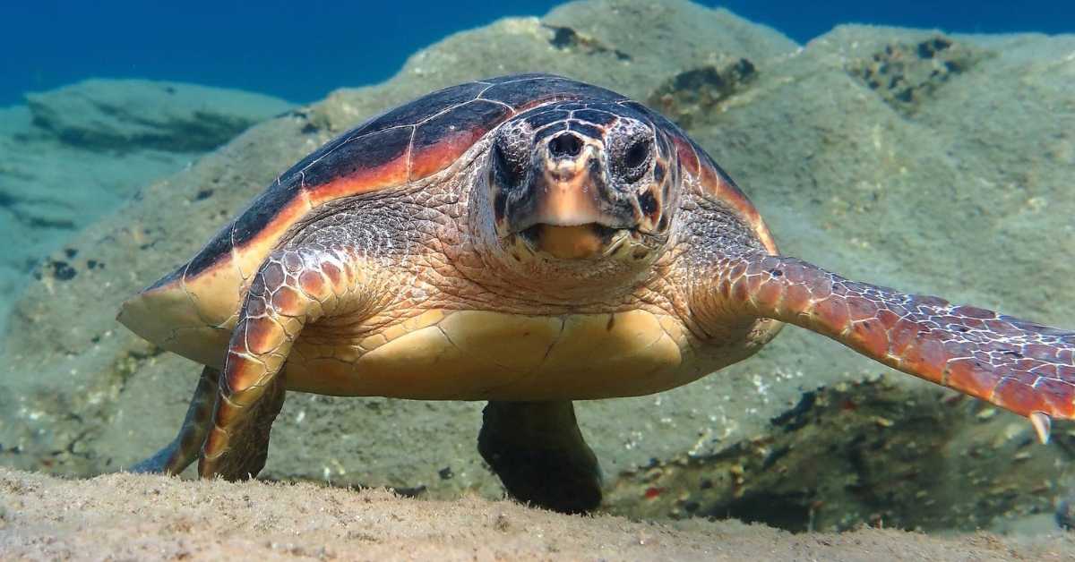 A loggerhead turtle pictured underwater