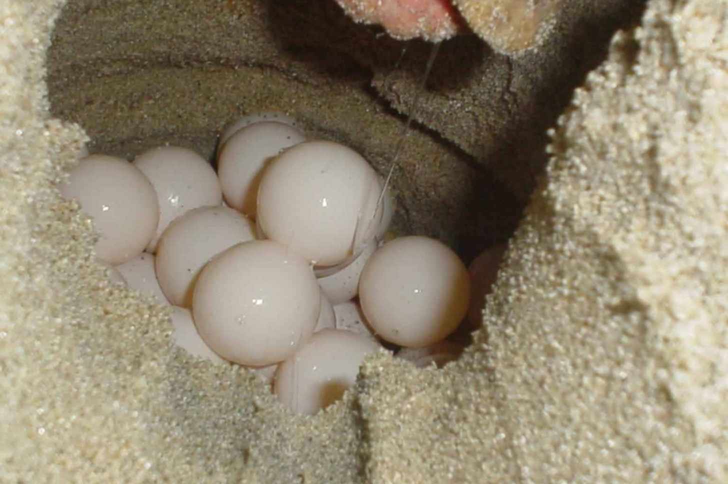Loggerhead turtle eggs. Image by Sarah Dawsey, USFWS via Pixnio. Public domain.