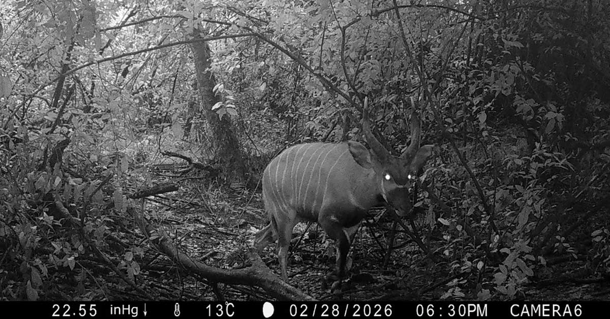 A black and white photo of a mountain bongo on a trail camera