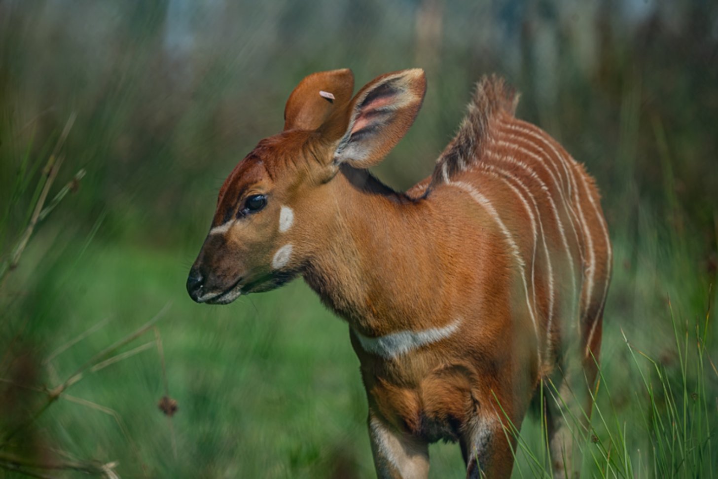 A mountain bongo walks through tall grass