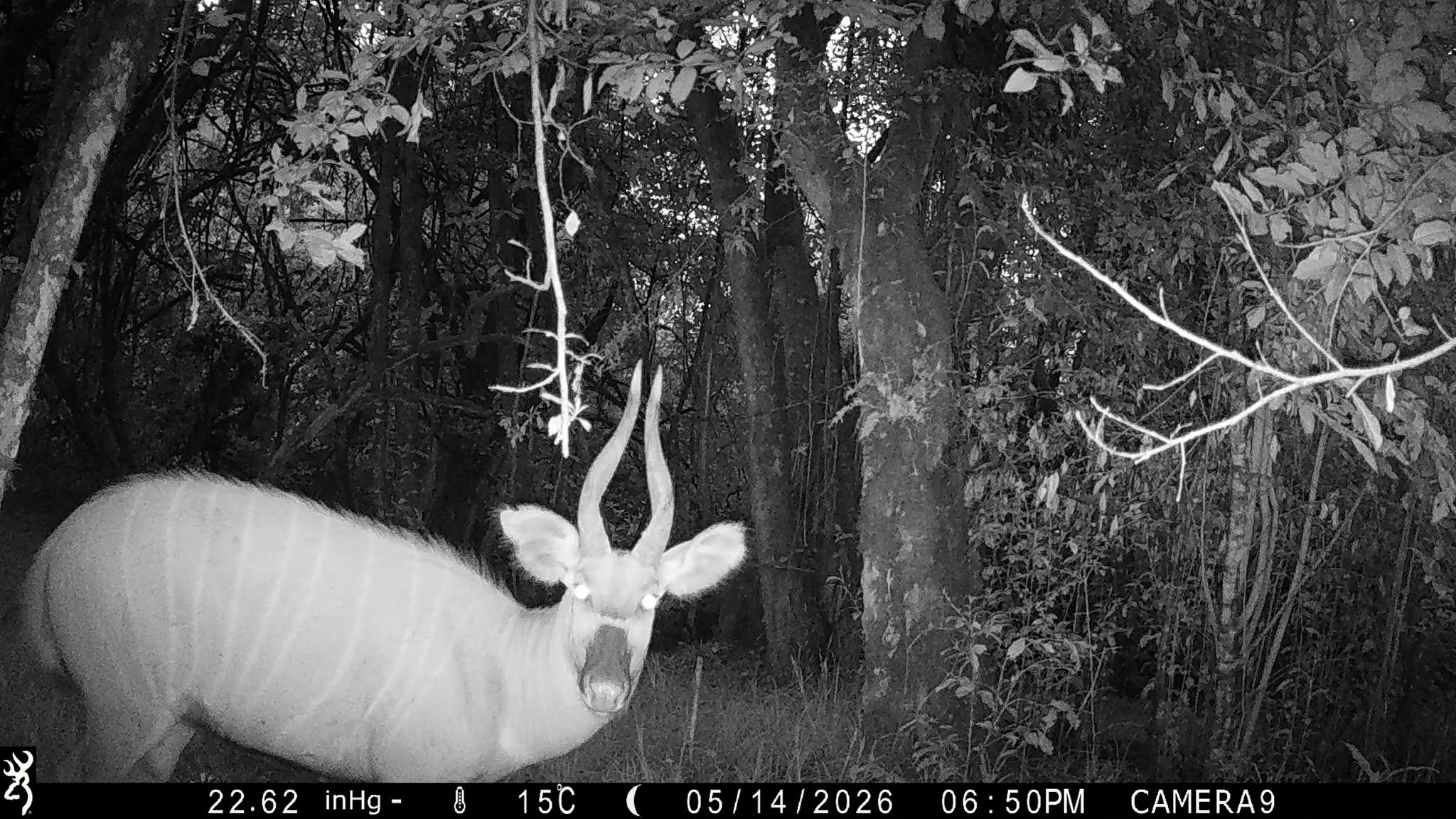 Black and white trail camera footage of a mountain bongo in a dense forest