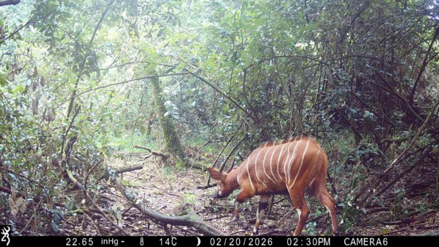 A mountain bongo explores a lush forest