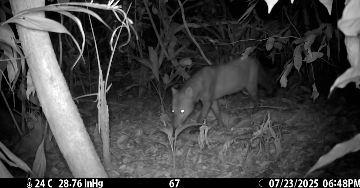 A short-eared dog is seen cutting through the dark of a forest on a trail camera