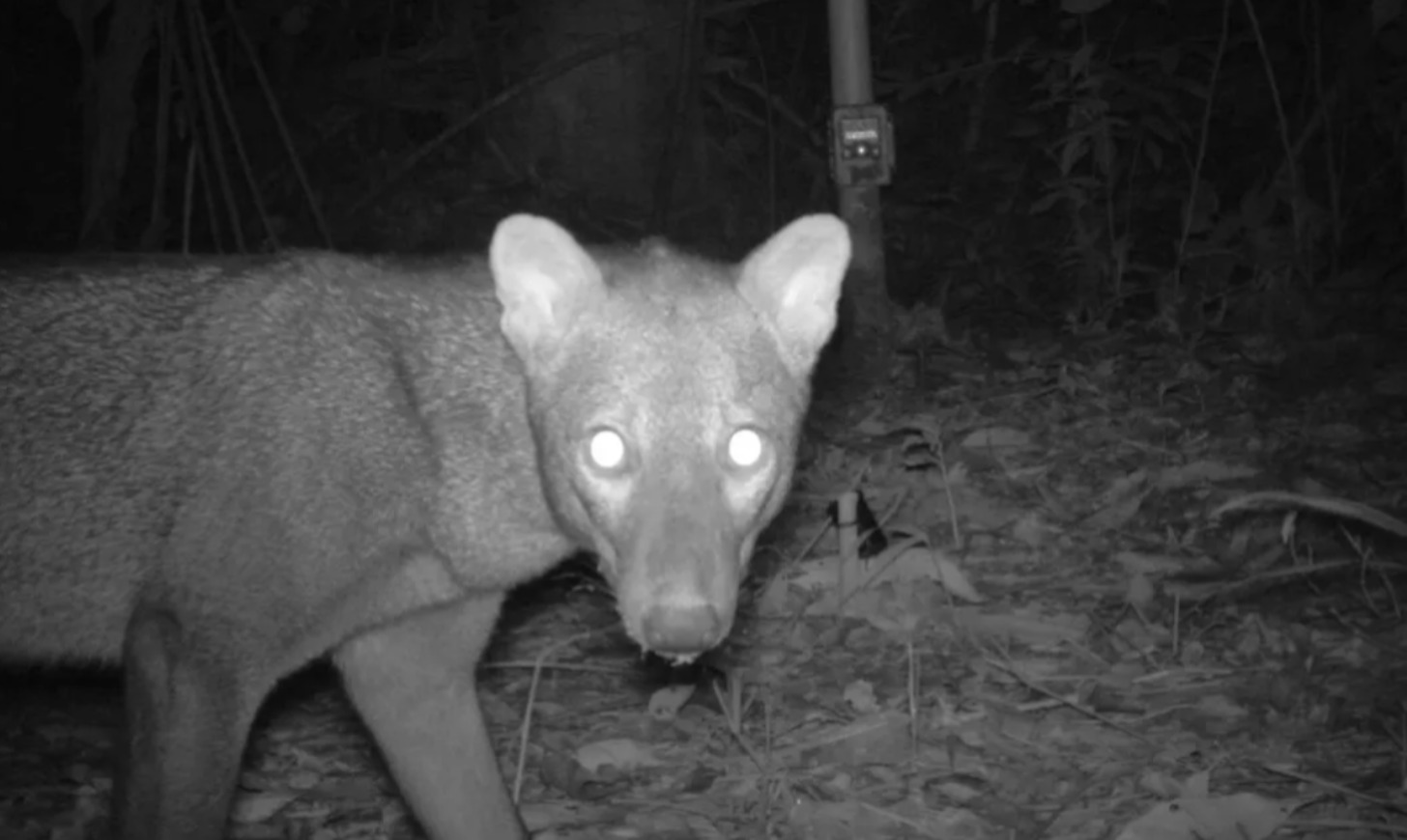 A short-eared dog caught in black and white on a trail camera, going through the forest
