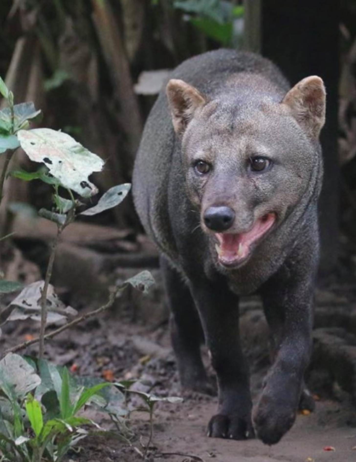 Close-up image of a full color picture of a short-eared dog coming out of a forest line