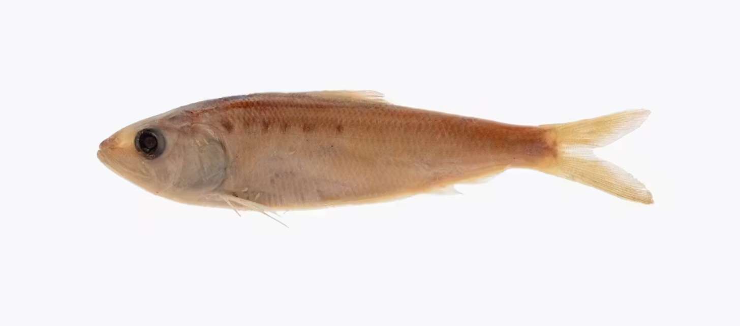 A preserved American shad specimen, a silvery fish that migrates between the Atlantic Ocean and freshwater rivers to spawn.