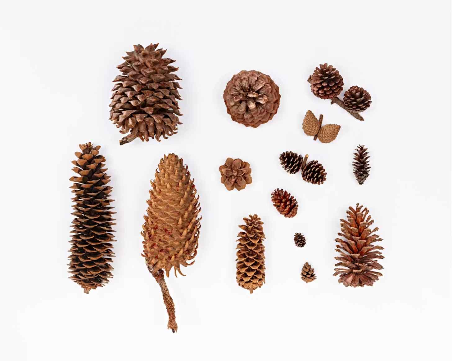 Several pine cones of different sizes and shapes arranged on a white background, showing variation among pine species.