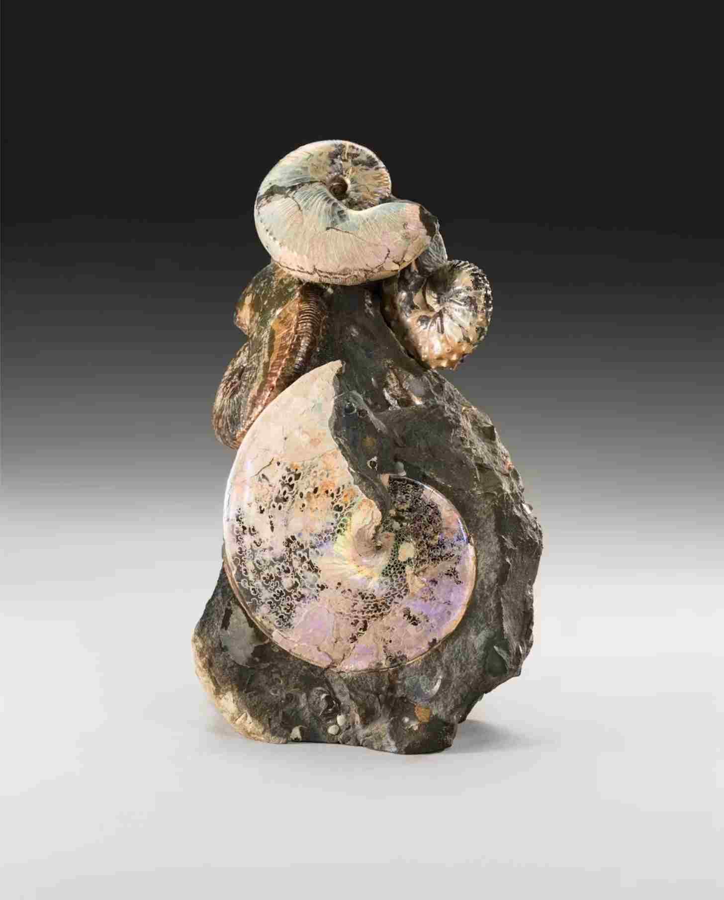 Two coiled ammonite fossils preserved in rock, representing marine animals that lived in the ancient Western Interior Seaway.