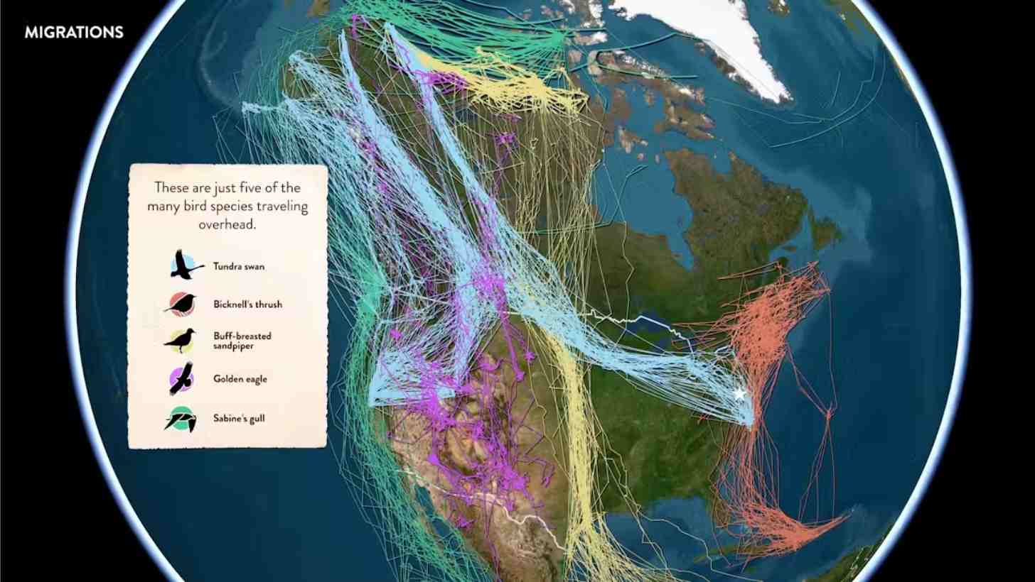 Map of North America overlaid with migration tracks from five bird species, showing long-distance seasonal movements.